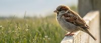 Small brown sparrow perched on wooden post in meadow with green grass and wildflowers, suitable for nature and wildlife stock photography.