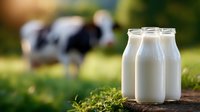 Fresh milk bottles on rustic wooden surface with dairy cow grazing in green pasture background, morning sunlight illuminates natural farm scene.