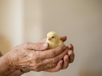 Elderly person with wrinkled hands holding a small yellow duckling, symbolizing care, gentleness, and new life. Suitable for healthcare, family, and inspirational content.