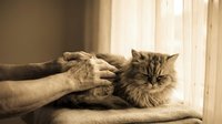 Fluffy long-haired cat being gently petted by human hand in warm sunlit room creating peaceful bonding moment between pet and owner at home.