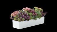 Colorful succulent arrangement in a white rectangular planter, isolated on transparent background, ready for t-shirt design, stickers, clipart, and print on demand use.