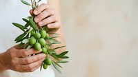 Hands holding fresh green olives with leaves on neutral background, suitable for food, agriculture, organic produce, and culinary content.