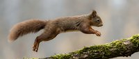 Red squirrel leaping across a moss-covered branch in mid-air, captured in a dynamic side profile against a soft blurred background.