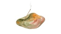 Isolated cashew fruit with seed pod on white background, suitable for culinary, botanical, and educational design projects.