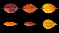 Autumn leaves in various stages of seasonal color change, isolated on transparent background. Ready for fall designs, t-shirt graphics, stickers, clipart, sublimation projects, and print-on-demand products.