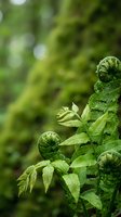 Young fern fronds unfurling in lush green forest with soft bokeh background. Fresh spring growth and new beginnings in natural woodland environment.