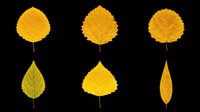 Six autumn yellow leaves isolated on transparent background, ready for fall clipart, stickers, t-shirt design, sublimation, and print on demand projects.