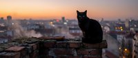 Black cat silhouette sitting on brick wall overlooking city skyline at sunset with warm golden light and urban buildings in background for pet photography.