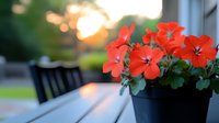 Vibrant red geranium flowers in black pot on wooden deck at sunset, with soft bokeh background creating peaceful garden atmosphere and warm evening light.