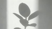 Soft shadow of plant leaves cast on white textured wall creating minimalist botanical silhouette for interior design and natural home decor concepts.