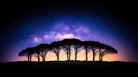Silhouette of acacia trees against dramatic purple and orange sunset sky with glowing clouds creating mystical African savanna landscape atmosphere.