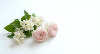 Delicate pink roses and white jasmine flowers arranged on clean white background for wedding invitations, greeting cards and romantic design projects.