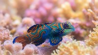Colorful mandarin fish with vibrant blue and orange patterns swimming among coral reef structures and sandy bottom in tropical marine environment.