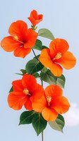 Vibrant orange hibiscus flowers with green leaves against light blue background, arranged in vertical composition. Tropical floral design element.