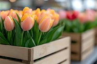 Fresh peach and orange tulips arranged in wooden crate with green stems, selective focus on foreground blooms against blurred background creates depth.