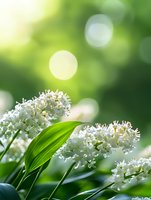 White delicate flowers of maianthemum blooming in spring garden with soft bokeh background and sunlight creating dreamy natural atmosphere.