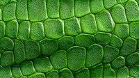 Green reptile skin texture with detailed scales pattern for backgrounds, nature designs, and organic surface applications in graphic projects.