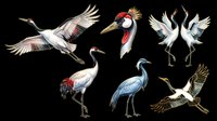 Crane birds collection isolated on transparent background, featuring flying and standing poses. Ready for t-shirt design, clipart, stickers, sublimation, print-on-demand products and digital crafts.