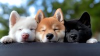 Three adorable Shiba Inu puppies sleeping peacefully side by side on wooden surface. White, orange and black coat colors. Cute domestic pets resting outdoors.
