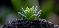 Small succulent plant growing in dark soil with morning dew drops on leaves against blurred natural background, macro photography showing fresh growth and new beginnings.
