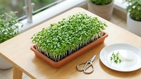 Microgreens growing in terracotta tray on wooden table with scissors and white plate, indoor gardening setup for fresh herbs and sprouts.
