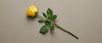 Single yellow rose with green leaves on neutral beige background, minimalist floral arrangement for romantic greeting cards, wedding invitations, love concepts.