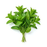 Fresh mint bunch with vibrant green leaves isolated on white background, ready for culinary, beverage, and wellness design projects.