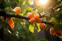 Fresh ripe apricots growing on tree branch with green leaves in warm summer sunlight. Natural organic fruit in orchard garden setting.