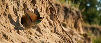 Small brown bird perched on textured cliff face in natural outdoor setting. Wildlife photography showcasing avian behavior in rocky habitat environment.