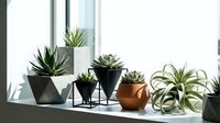 Modern succulent garden collection in geometric planters on bright windowsill creating minimalist home decor display for contemporary interior design.