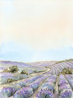 Lavender field landscape with rolling hills, winding paths, and blooming purple flowers in watercolor style, suitable for home decor, travel art, and botanical illustrations.