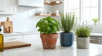 Fresh herbs basil rosemary thyme growing in decorative pots on white kitchen counter near window. Indoor herb garden for cooking and culinary use at home.