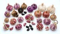 Assorted garlic and onion bulbs with cloves in various colors including purple, white, brown and black varieties isolated on white background for culinary design.