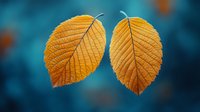 Golden autumn leaves with detailed vein patterns float against blurred teal background, creating seasonal contrast and symmetrical composition for nature photography.