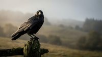 Black raven perched on weathered wooden post in misty countryside landscape with rolling hills and dramatic atmospheric lighting for nature photography.