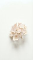 Delicate pink flower blossom with soft petals and visible stamens on neutral background for wedding invitations and feminine design projects.