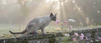 Gray cat standing on stone wall sniffing pink flowers in misty garden with sunlight filtering through trees.
