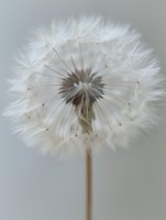 Delicate dandelion seedhead in full bloom against soft gray background, showing intricate details of white fluffy seeds ready to be carried by wind. Macro nature photography.