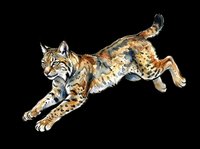 Watercolor lynx leaping in mid-air, isolated on transparent background, ready for t-shirt design, stickers, clipart, print on demand, and sublimation projects.