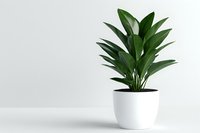 Cast iron plant in modern white ceramic pot against minimal light background. Isolated houseplant for interior design and home decor projects.