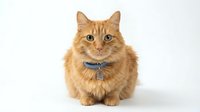 Ginger tabby cat wearing blue collar with bell, sitting and looking at camera against white background, isolated for pet care, veterinary, and animal design projects.