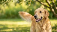 Happy golden retriever dog with wagging tail in sunny park setting with green bokeh background for pet care and animal lifestyle content.
