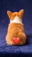 Adorable orange and white corgi puppy sitting with back turned showing red heart symbol on rear, cute Valentine's Day or love concept for pet lovers.
