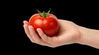 Fresh red tomato held in open palm, isolated on transparent background. Ready for clipart, t-shirt design, print-on-demand products, stickers, and sublimation projects.
