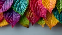 Vibrant multicolored autumn leaves in rainbow spectrum from purple to green arranged in decorative border pattern for seasonal design projects.