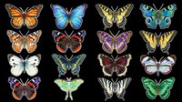 Colorful butterfly collection with 16 species, isolated on transparent background. Great for clipart, stickers, t-shirt design, print on demand, and sublimation projects.