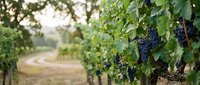 Ripe dark grape clusters hang from lush green vines in a sprawling vineyard during harvest season, with rows of grapevines and countryside path visible in soft background light.