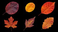 Autumn leaves collection isolated on transparent background, ready for t-shirt design, clipart, stickers, sublimation and print-on-demand projects.
