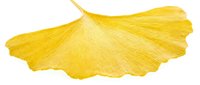 Bright yellow ginkgo leaf isolated on white background, ready for design projects, botanical illustrations, wellness branding, and decorative applications.
