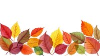 Colorful autumn leaves border with vibrant fall foliage in red, orange, yellow and brown tones isolated on white background for seasonal design projects.